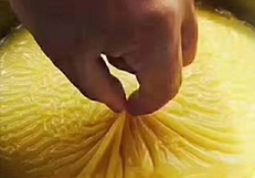 蔚县小米